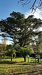 cedrus libani