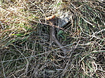 DSCF4978