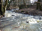 Patak