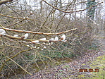 DSCN4330