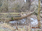 DSCN4337