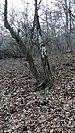 283. Hétvályus-forrás LEÁNFALU (9)