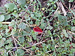 IMG_0105