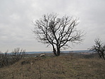 IMG_8488