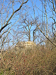 IMG_0428
