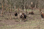 muflonok