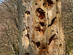 P1030703