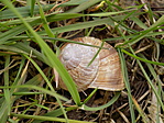 DSCN0833
