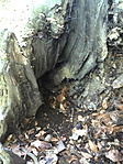 Makroodú