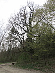 IMG_7584