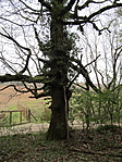 IMG_7585