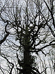 IMG_7586