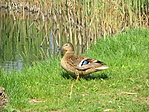 IMG_0736