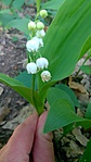 WP_20160419_17_48_02_Pro