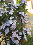 IMG_6611