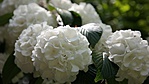 SAM_4417R
