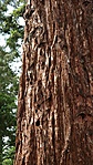 SAM_4374R