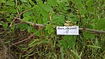 2016-05-18 11.57.05R