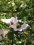 A rózsabogarak ebédje