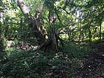 IMG_3594