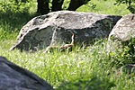DSC06969v