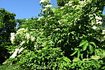 DSC02721