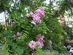 DSCF4917