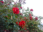 DSC06534