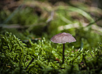 IMG_4036