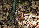 IMG_4085_1