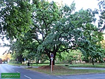 IMG_6258 (Large)