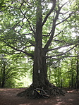 DSCF588333