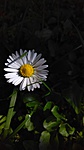 IMAG0034