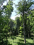 Bükkös