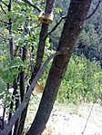 DSC07003