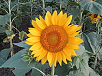 A látvány része :)