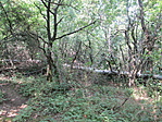 IMG_4288