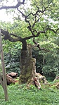 Cicó 069