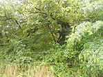 Nyírlak-2