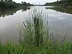 Holt-Tisza