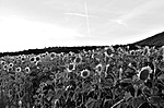 DSC_8251