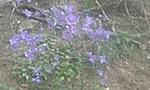 Dera 3