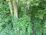 GCVVID-P1210579