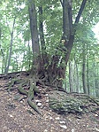 20160724_090306