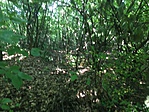 IMG_7519