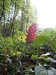 Ausztria 043