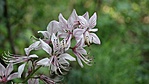 SAM_4671R