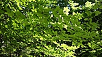 SAM_4688R