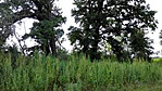 IMG_20160802_153326