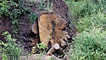IMG_20160802_153150